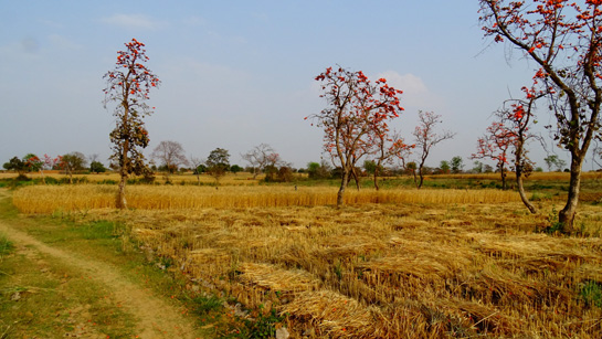 Agricultural encroachment in the Patrehara Forest Division is evident.