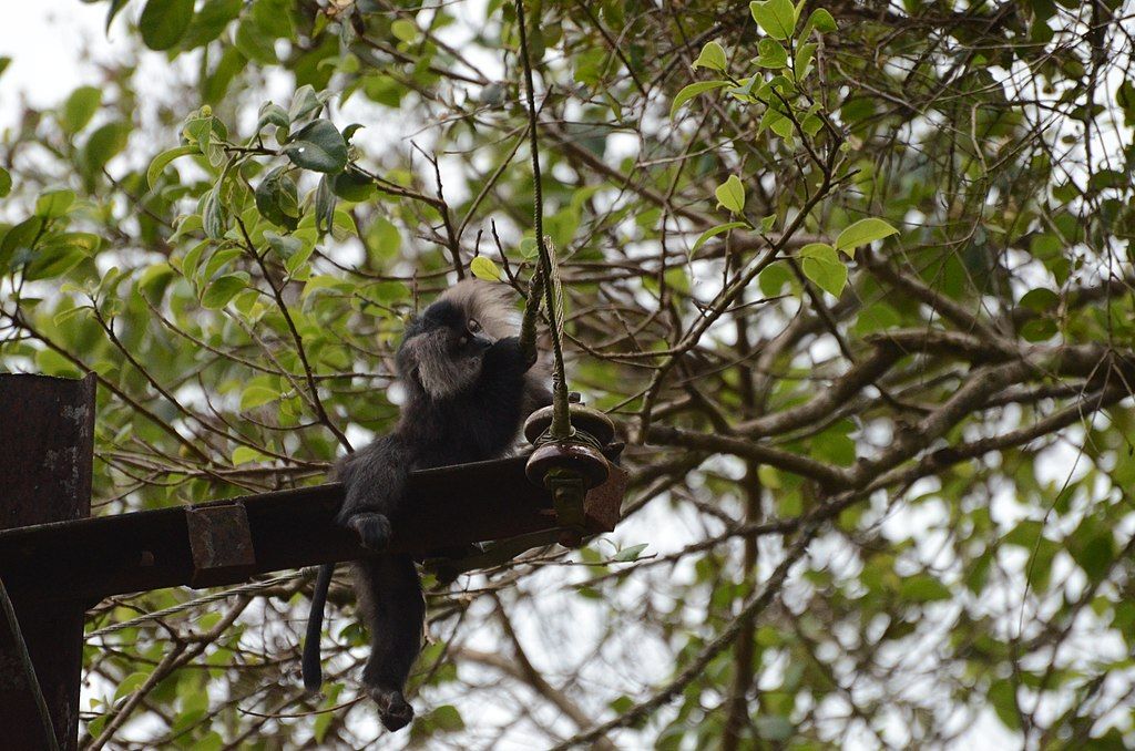 1024px Electrocuted lion tailed macaque infant in Valparai DSC 2606