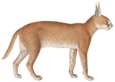 Caracal Public Domain Image