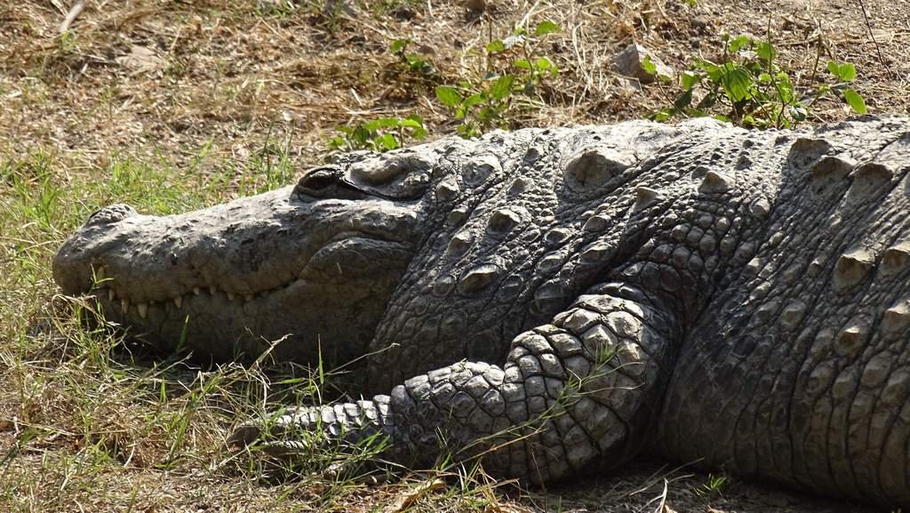 Mugger Crocodile