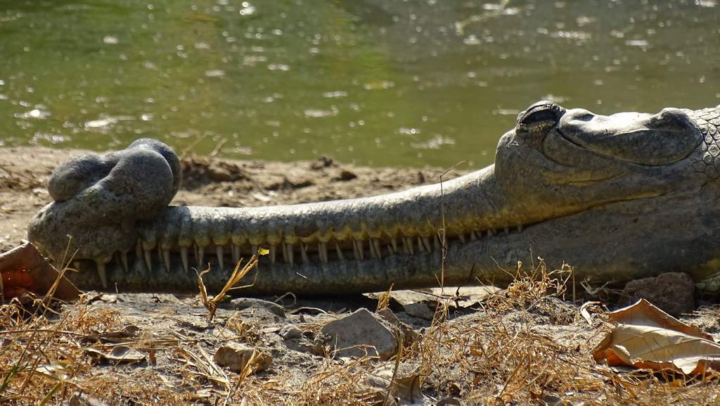 Gharial