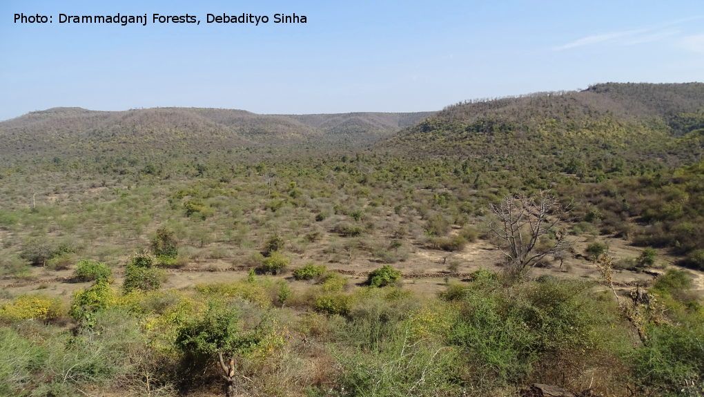 Photo: Drammadganj Forests (Mirzapur)