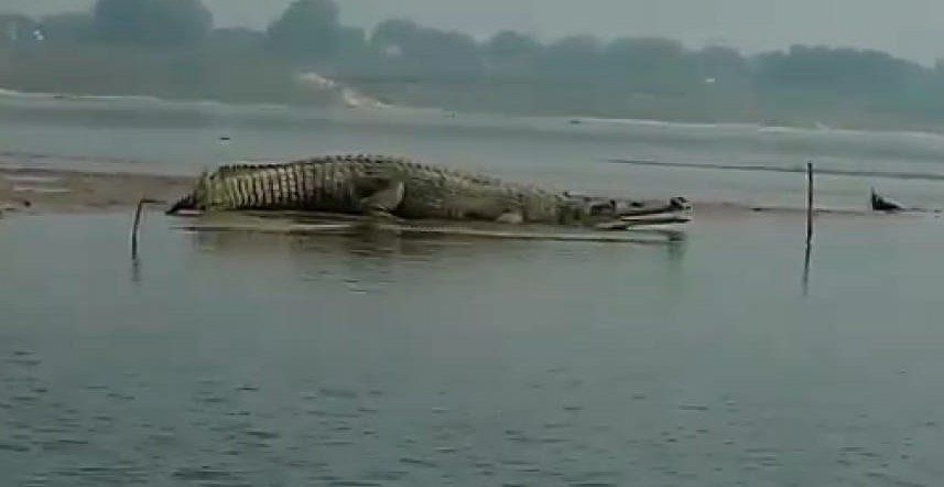 Gharial in Ganga at Mirzapur