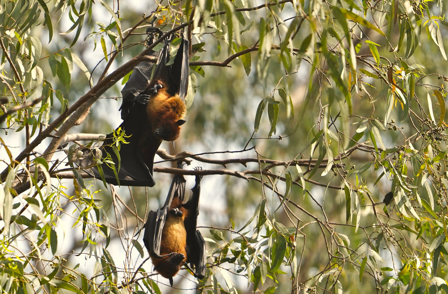 Indian Flying Fox 1 Newarhiya