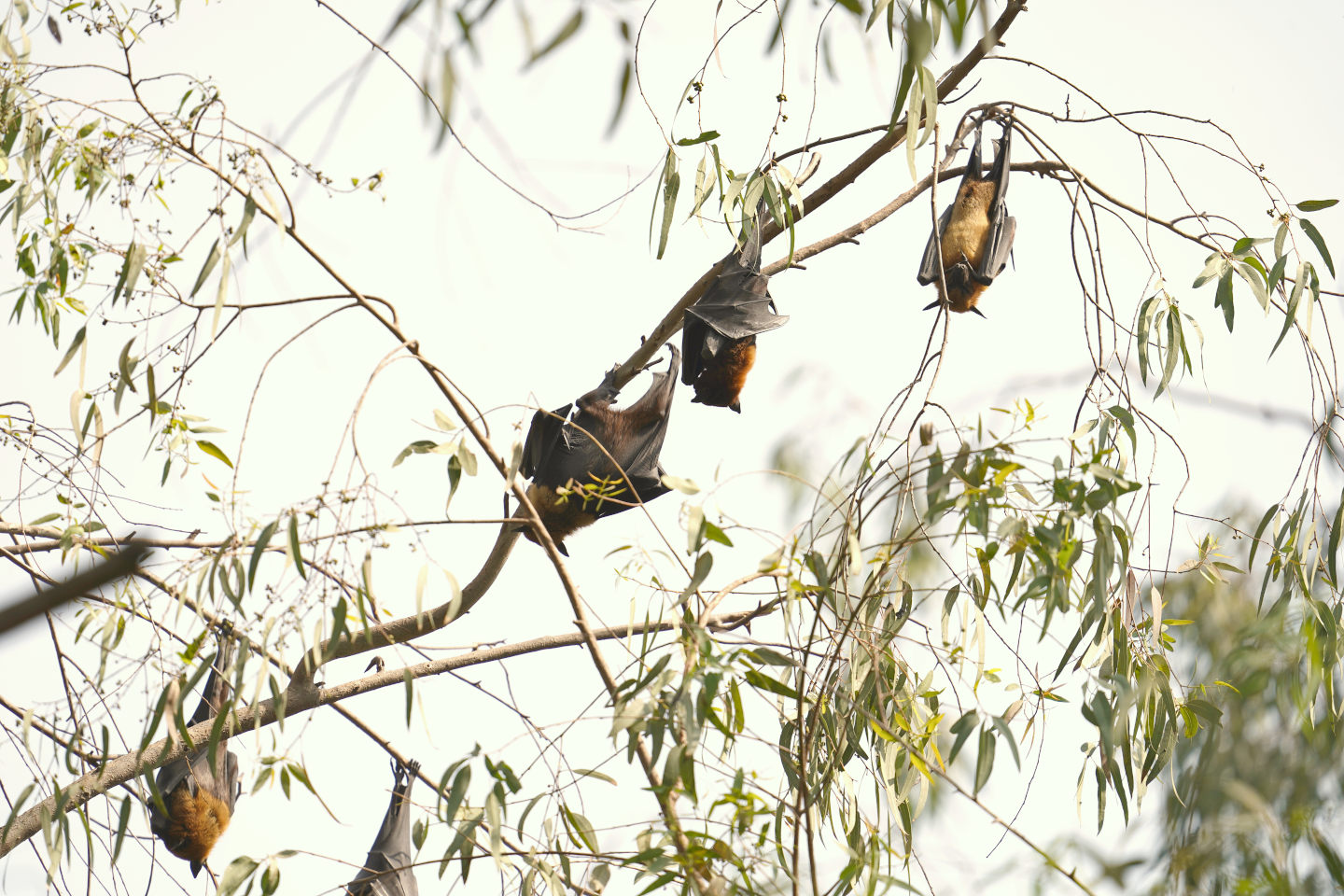 Indian Flying Fox 2 Newarhiya