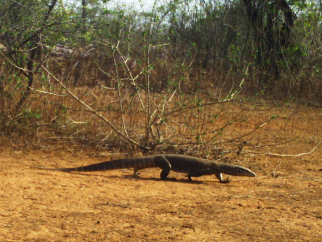Bengal Monitor