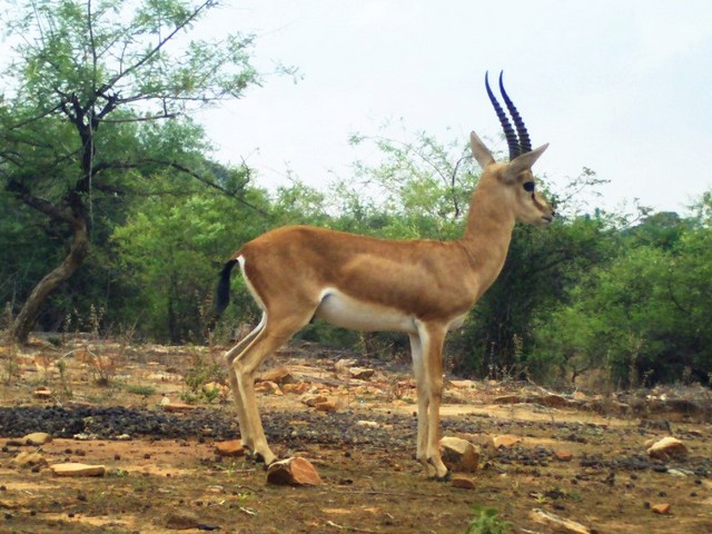 Chinkara MZP2