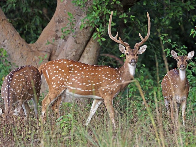 Spotted deer Axis axis male