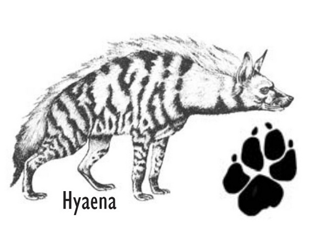 Hyaena