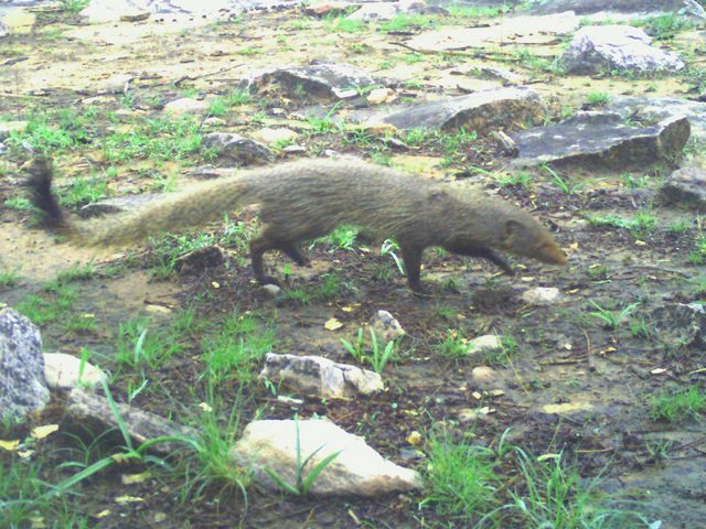 Rudd Mongoose