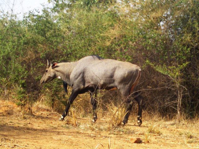 Nilgai 1