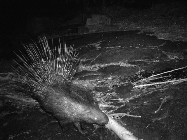 Porcupine01
