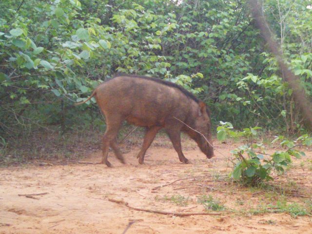 Wild Boar3