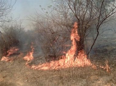 Forest Fires in Marihan Range (Photo: Dainik Jagran)