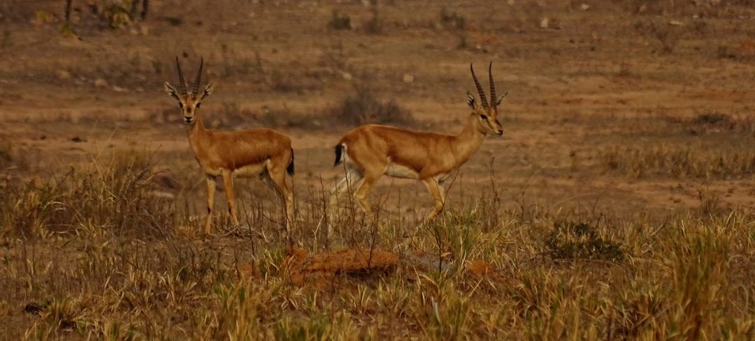 Photograph-Marihan Forests of Mirzapur (courtesy: Debadityo Sinha)