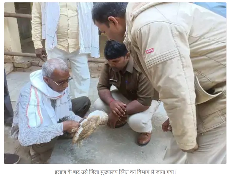 Owl Mirzapur DainikBhaskar 23Nov2021