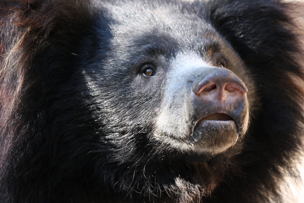 Sloth Bear photo Nathan Rupert