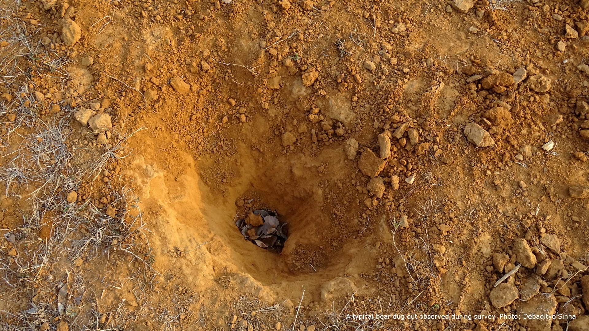 photo-bear dug out