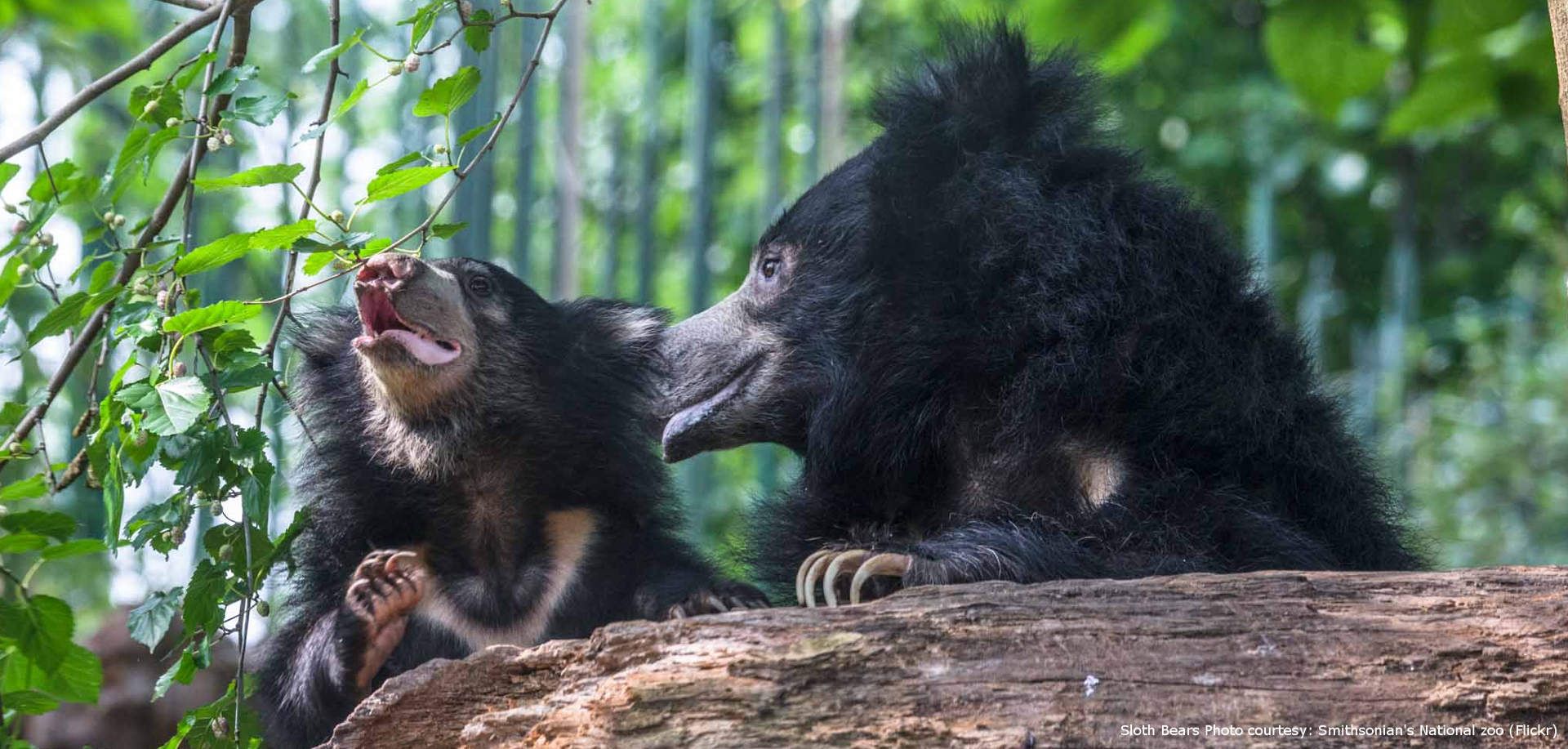 sloth bear image