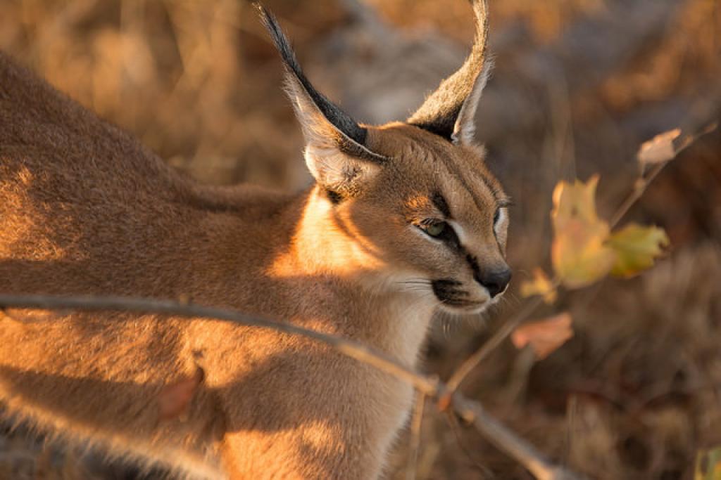 caracal peter mackenzie