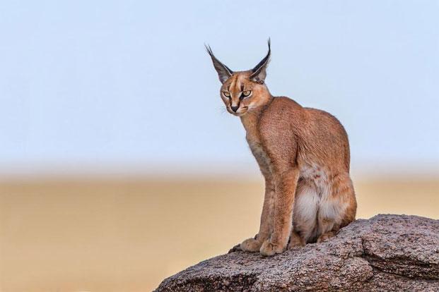 caracal livemint