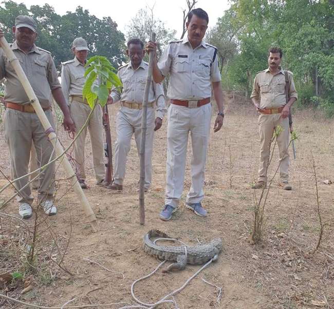 crocodile june2019 dainikjagran