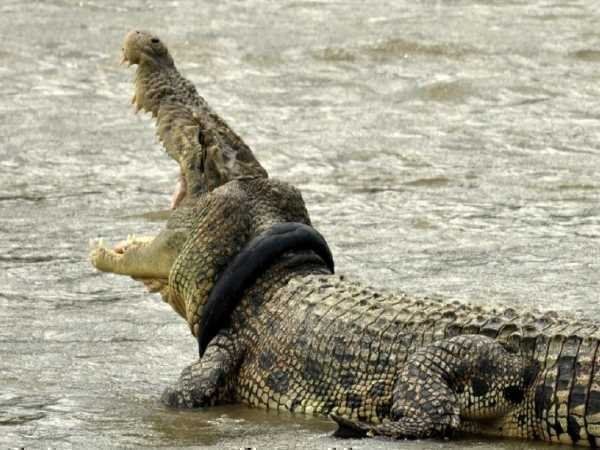 crocodile oneindia