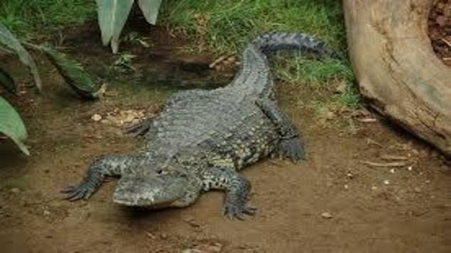 crocodile