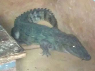 crocodile 12 09 2016 1473695296 storyimage