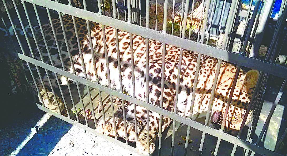 leopard lying unconscious in the cage 1482942321