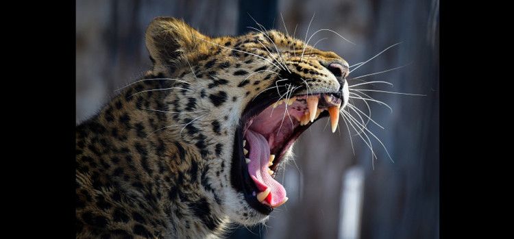 leopard near runway shuts down nepal international airport 1491228162