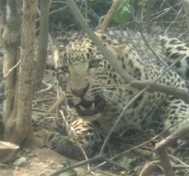 leopard sukrit jan2019 dainikjagran