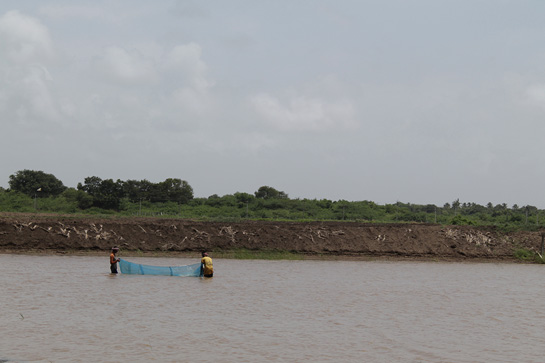 Prawn farming has taken its toll on this wetland.