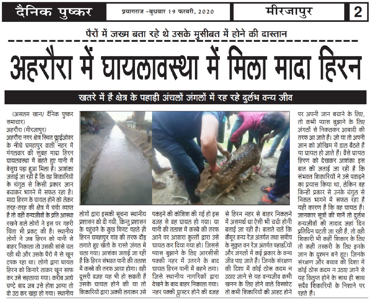 Chital injured