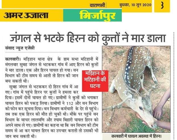 chital killed by dogs AU