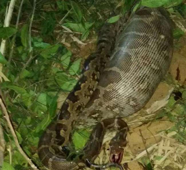 python oct2018 dainikjagran