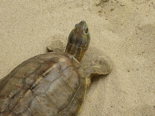 turle image, courtesy: India Water Portal